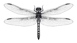 Dragonfly illustration