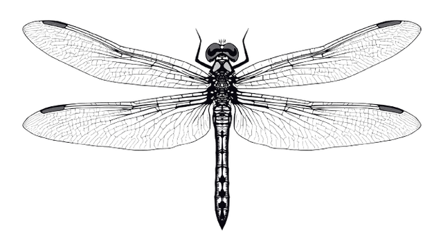 Dragonfly illustration